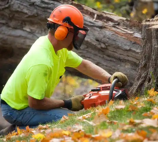 tree services Wilber